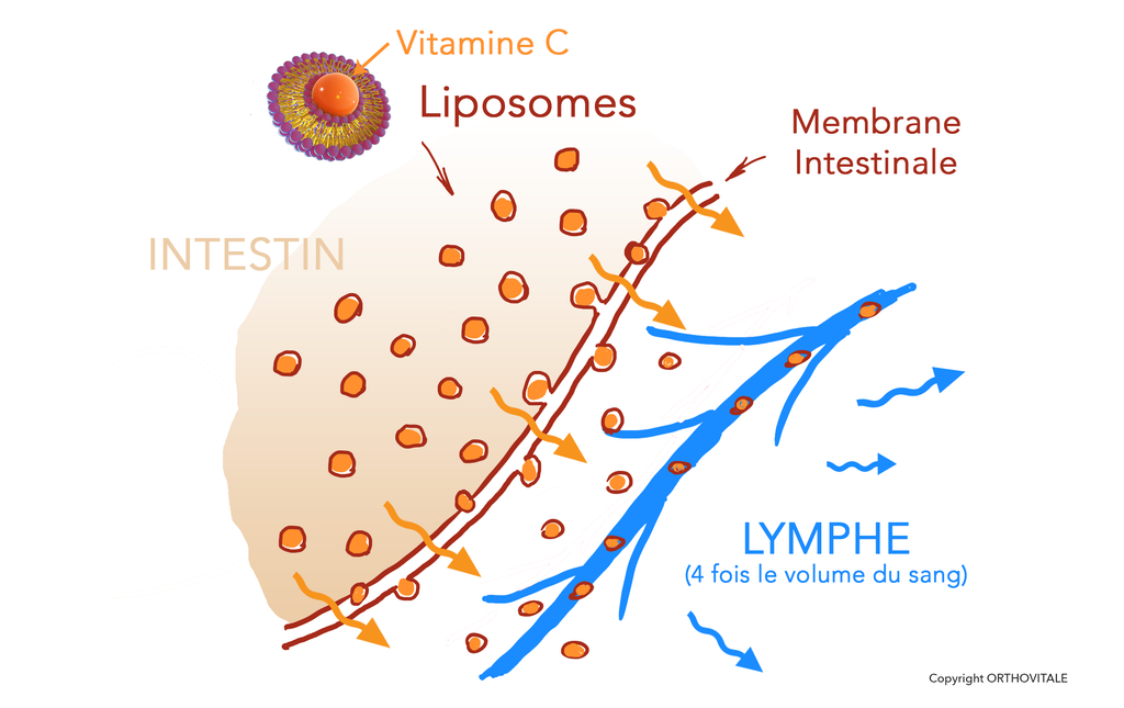 Les Liposomes qu'est-ce que c'est, et pourquoi ils permettent une Haute Absorption ?